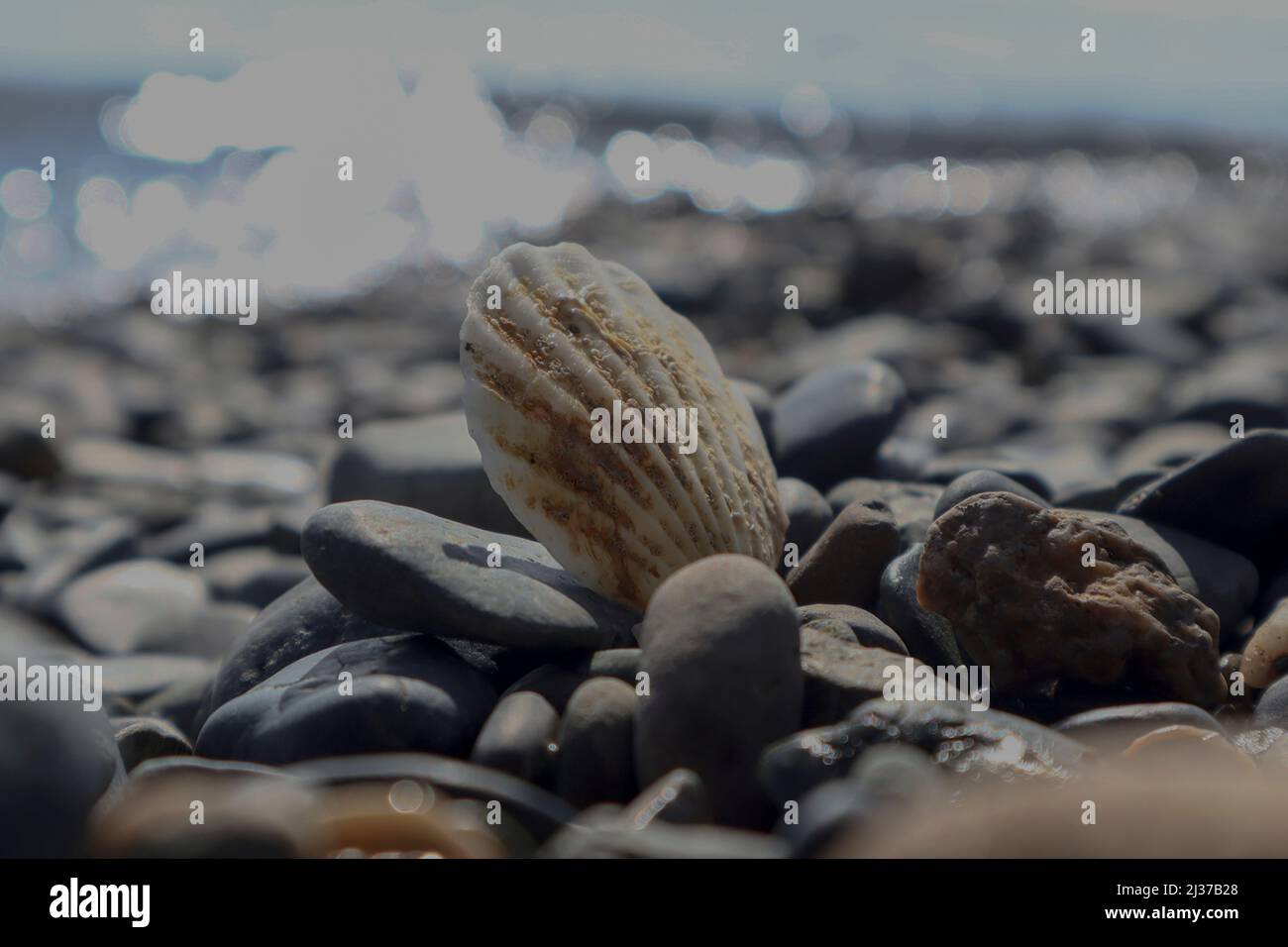 Seashell bloccato in ciottoli, fotografia sfocata, fuoco selettivo, colori caldi spiaggia ghiaia costa e conchiglia, concetto di vacanza, vista frontale Foto Stock