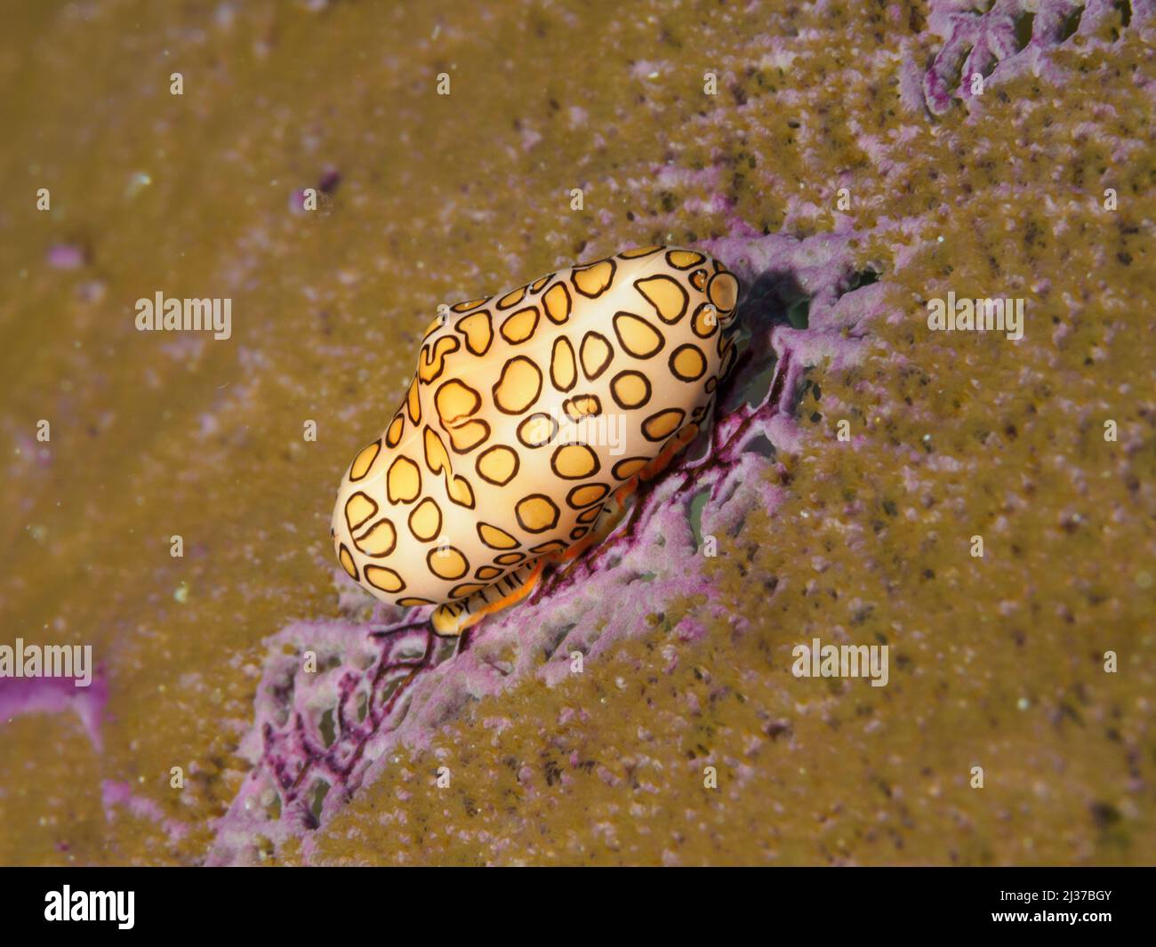 Una scena subacquea con lumaca della lingua del fenicottero (cyphoma gibbosum) Foto Stock