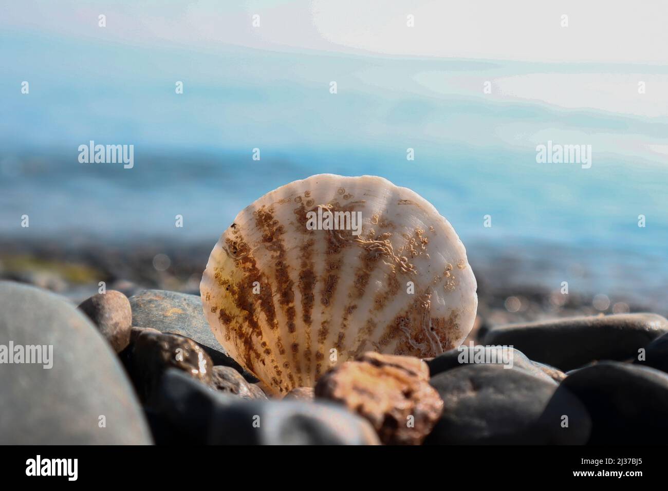 Seashell bloccato in ciottoli, fotografia sfocata, fuoco selettivo, colori caldi spiaggia ghiaia costa e conchiglia, concetto di vacanza, vista frontale Foto Stock