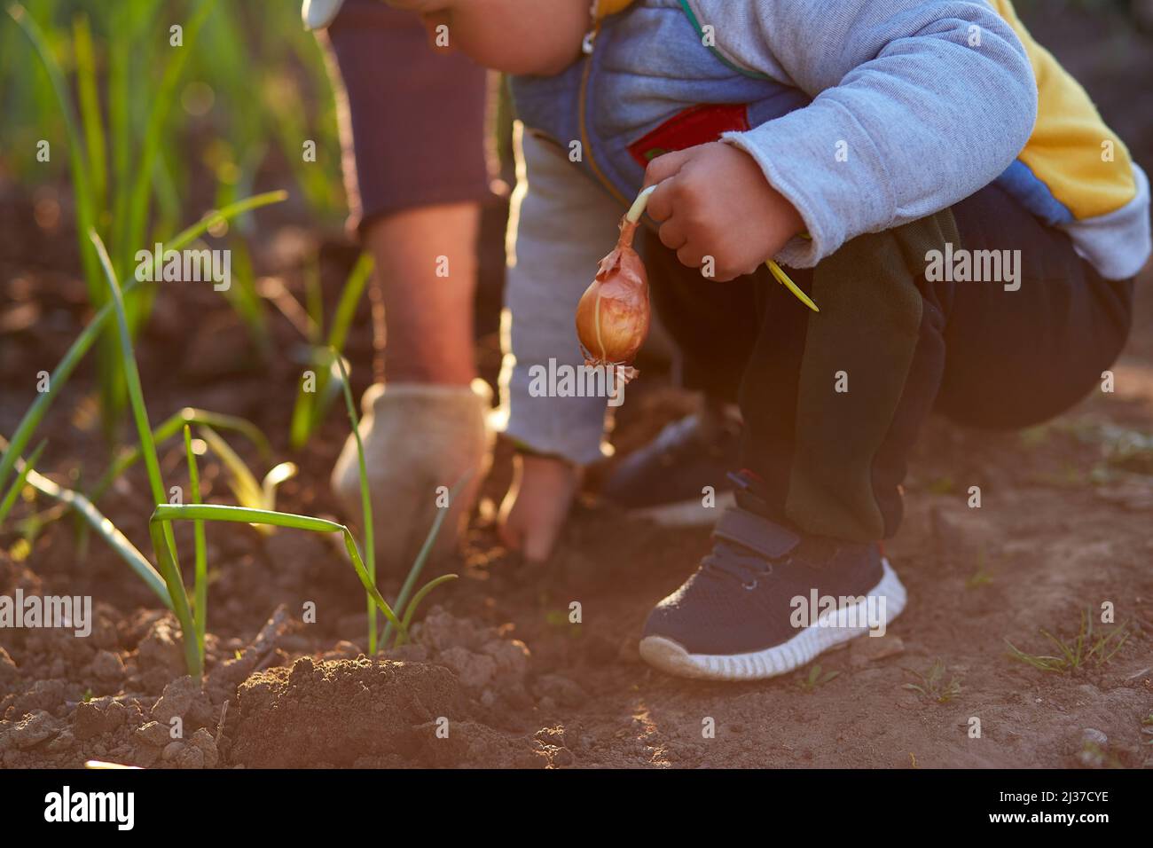 Nonna e nipote piantano cipolle nell'orto al tramonto. Lavori di primavera. Foto di alta qualità Foto Stock