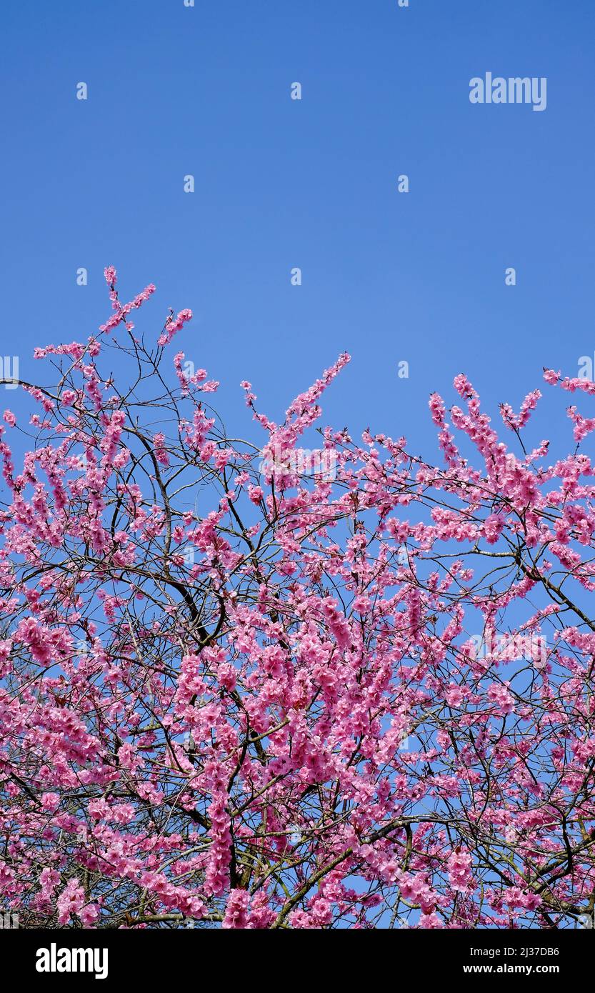 fiore rosa su sfondo cielo blu, norfolk, inghilterra Foto Stock