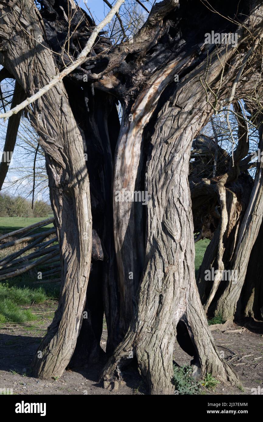 Albero di salice morto dovuto decadimento Foto Stock