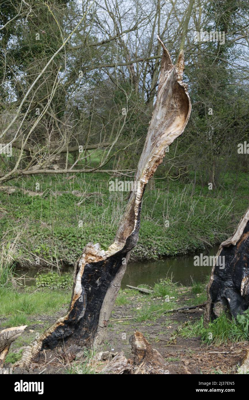 Albero di salice morto dovuto decadimento Foto Stock