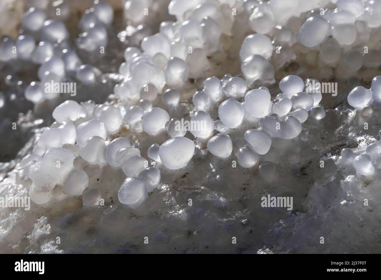 I cristalli di sale rotondi del Mar Morto si avvicinano ai raggi del sole. Israele Foto Stock