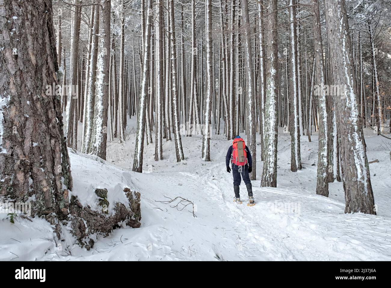 Escursionista nella pineta innevata del Parco dell'Etna, Sicilia Foto Stock