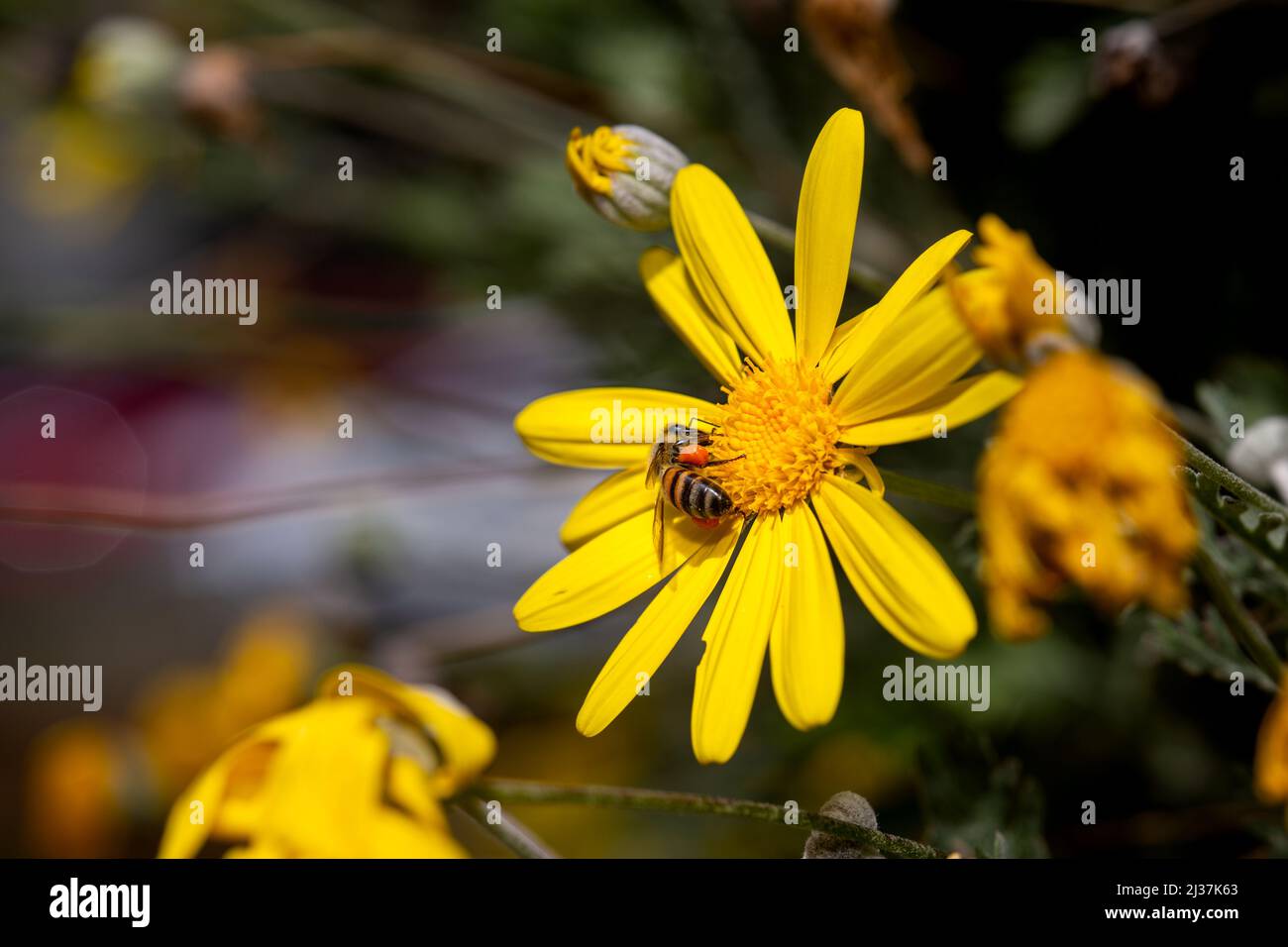 Fiore giallo e miele di lavoro ape in fuoco selettivo. Un'ape operaia che raccoglie polline e nettare da un fiore giallo. Foto Stock