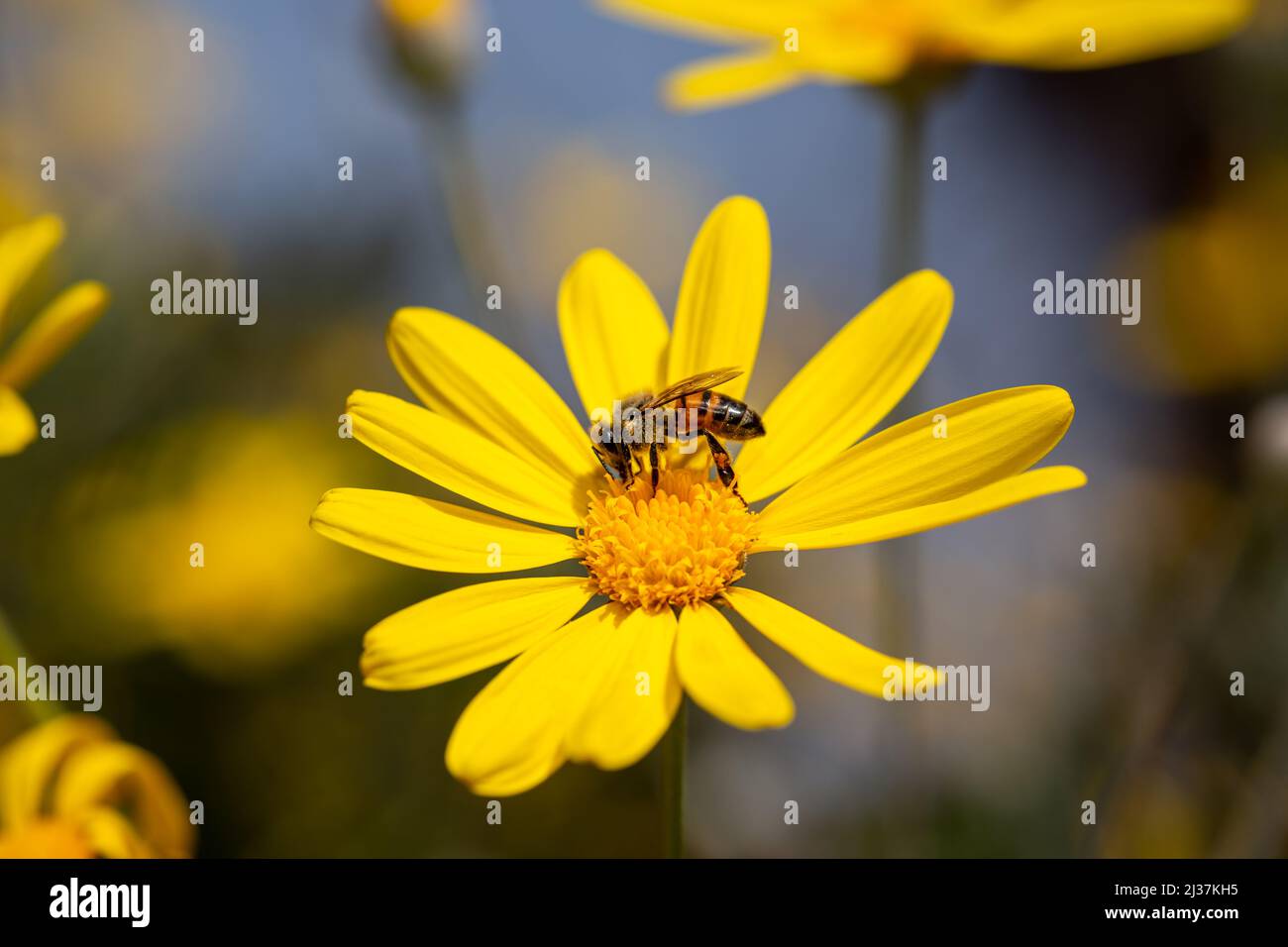 Fuoco selettivo del fiore giallo della margherita e dell'ape del miele su esso. L'ape raccoglie polline e nettare. Altre margherite gialle su sfondo sfocato. Foto Stock