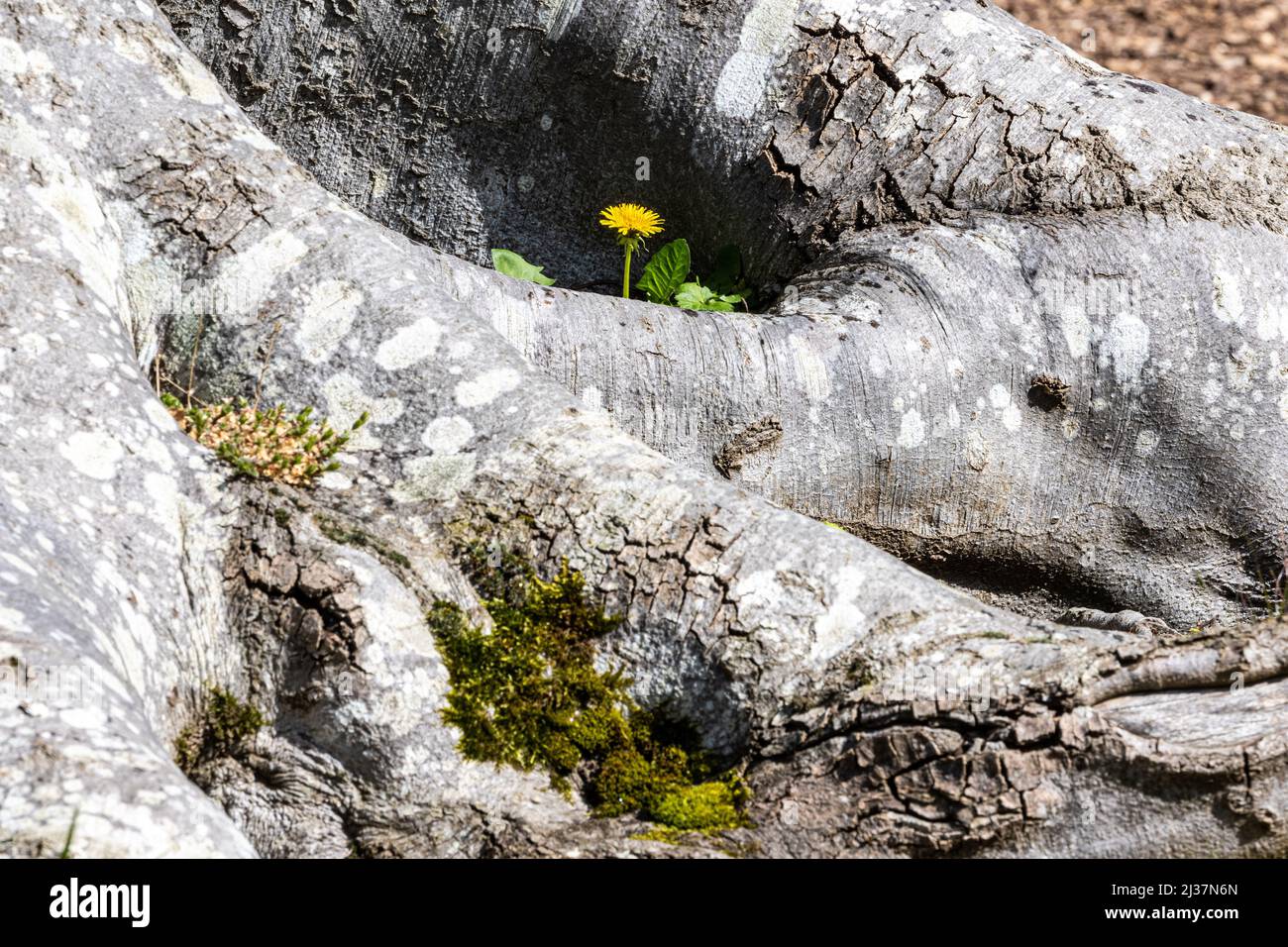 Un dente di leone solitario che cresce tra le vie degli alberi, RHS Gardens, saggiamente, Regno Unito Foto Stock