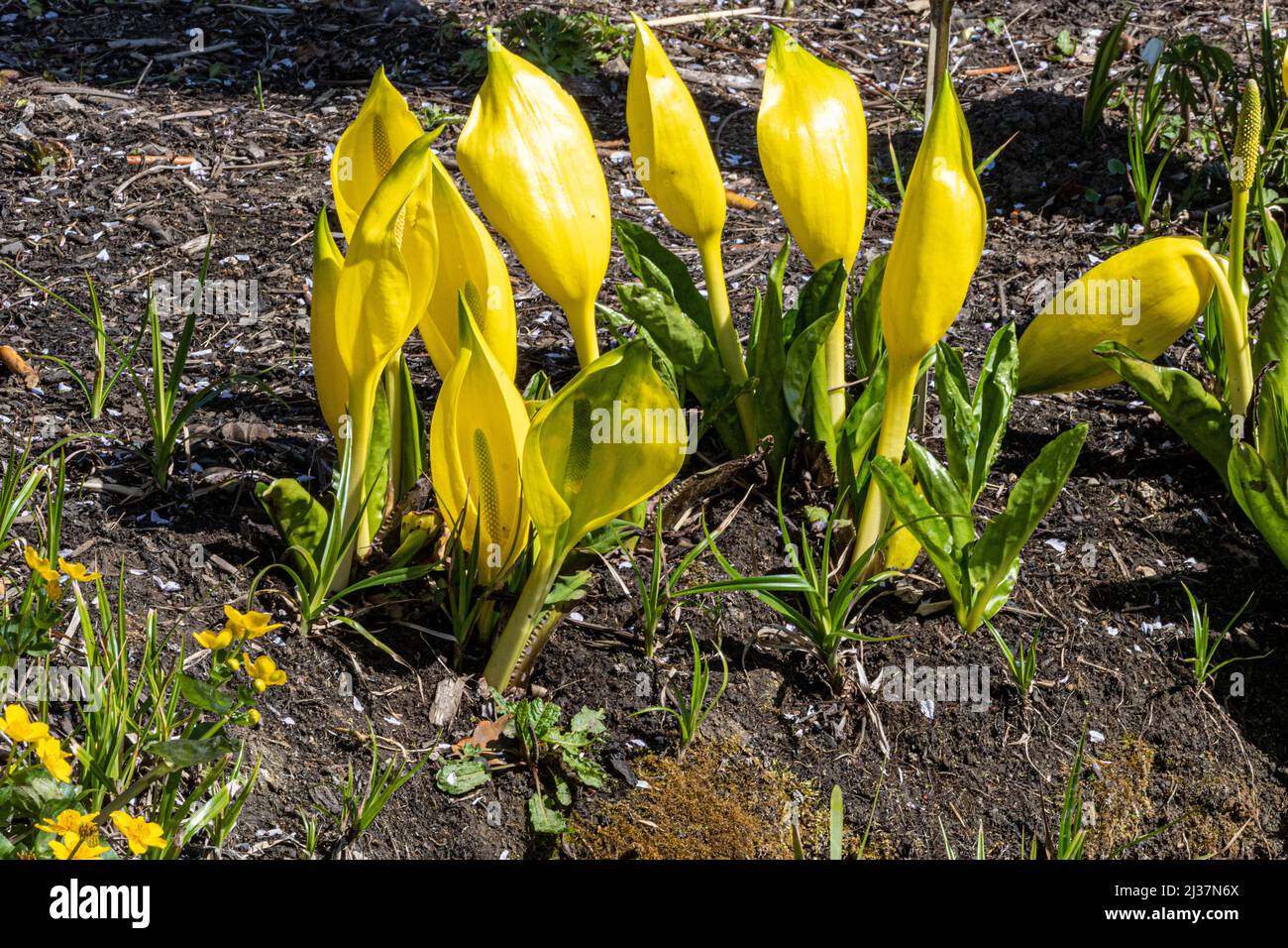 Lysichiton americanus, Skunk Cabbage o Swamp Lantern, RHS Gardens, Wisley, Regno Unito Foto Stock