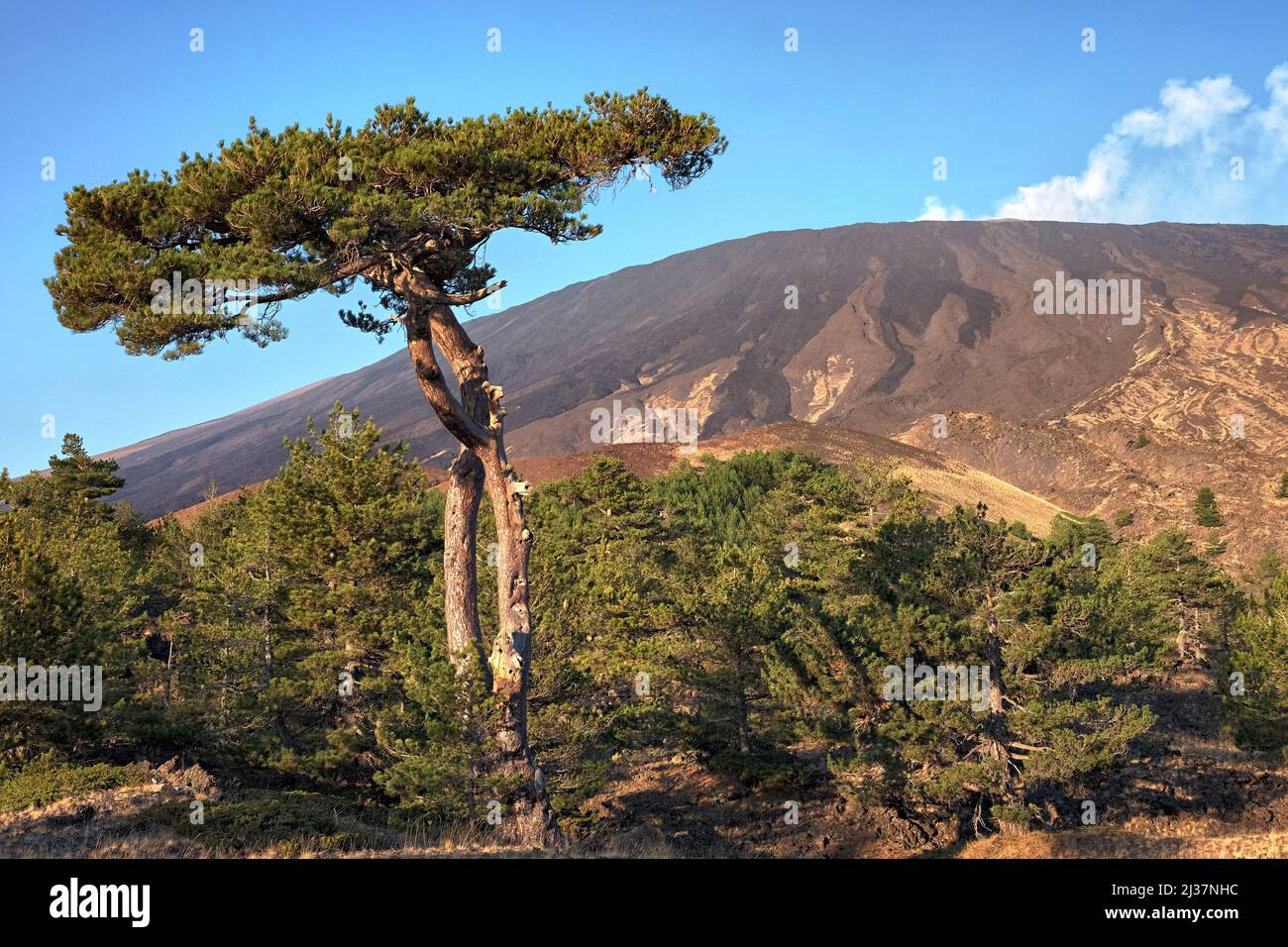 Pino grande e Vulcano Etna, Sicilia Foto Stock