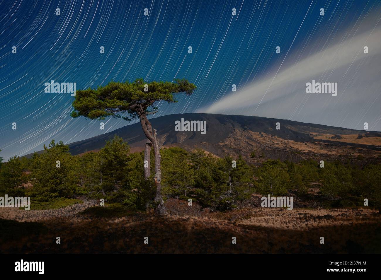 chiaro di luna sul vulcano Etna e grande pino contro le piste stellari, Sicilia Foto Stock