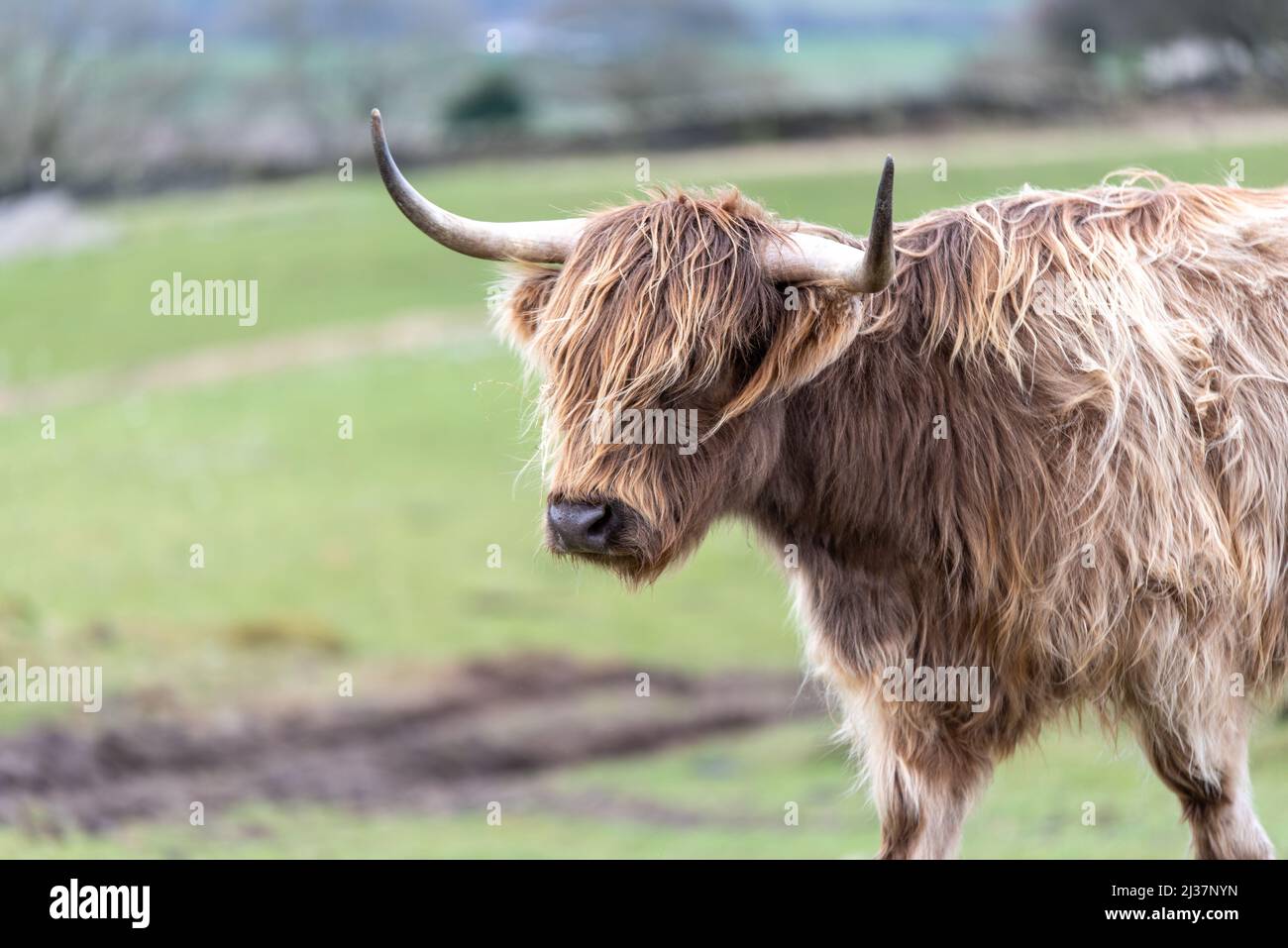 Mucche scozzesi delle Highland che pascolo nella campagna del Galles del Sud Foto Stock