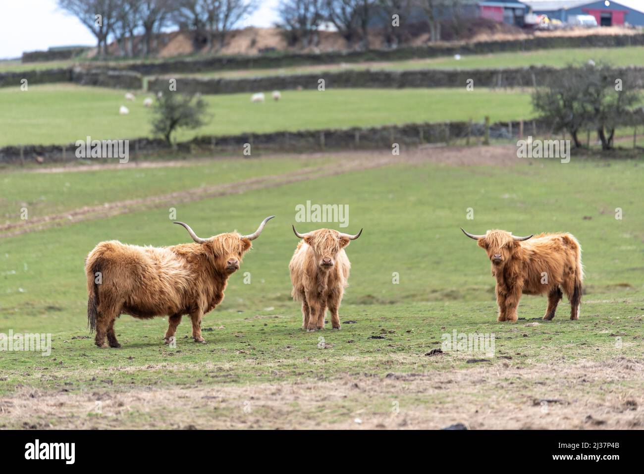 Mucche scozzesi delle Highland che pascolo nella campagna del Galles del Sud Foto Stock