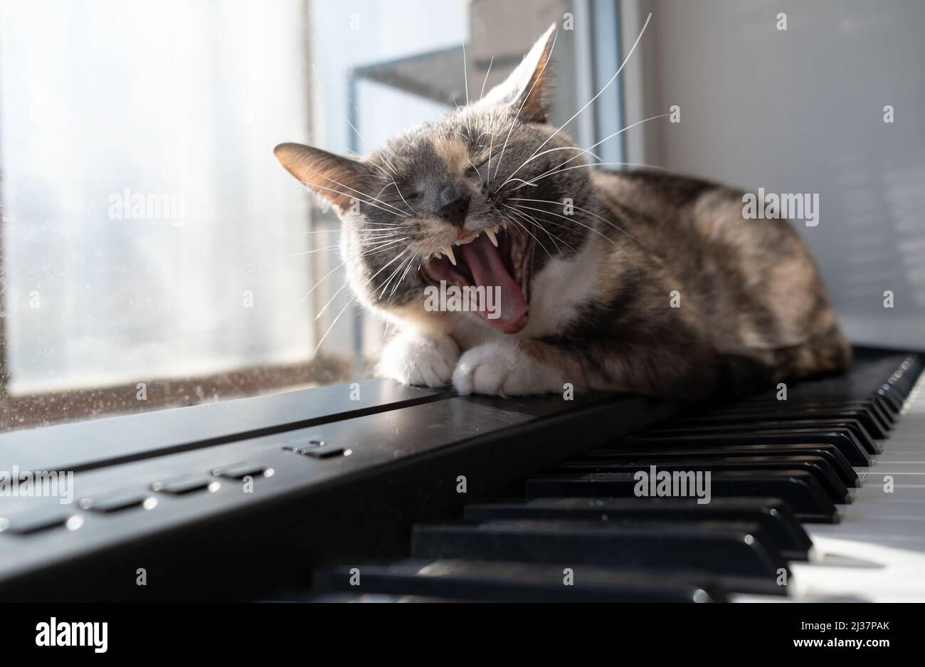 Divertente gatto si trova sul pianoforte con gli occhi chiusi e gridano, come se cantasse, ai raggi del caldo sole. Foto Stock