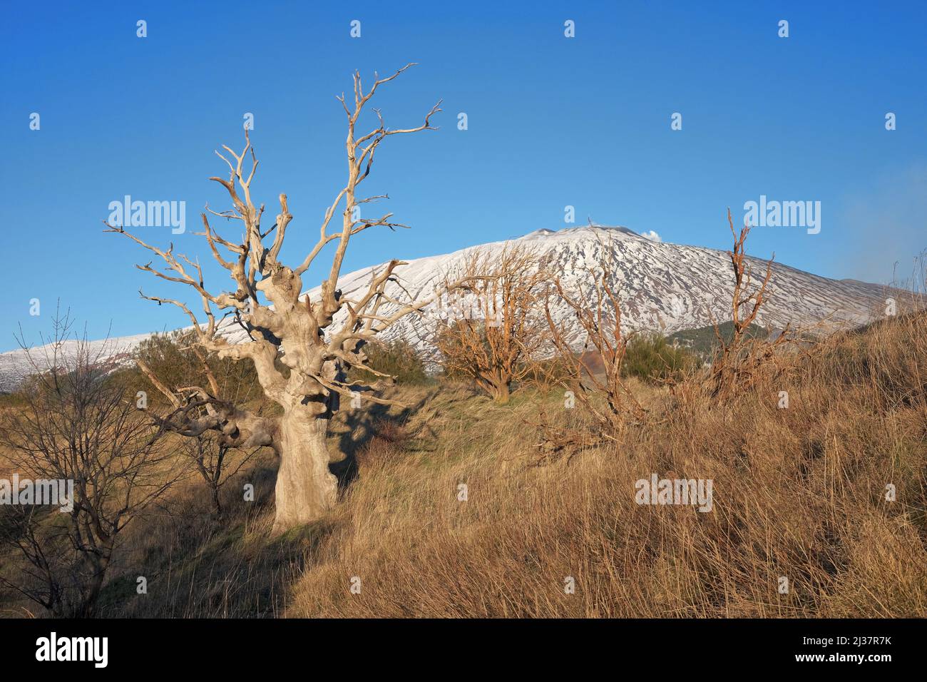 Querce morte e scopa contorte contro l'Etna, Sicilia Foto Stock