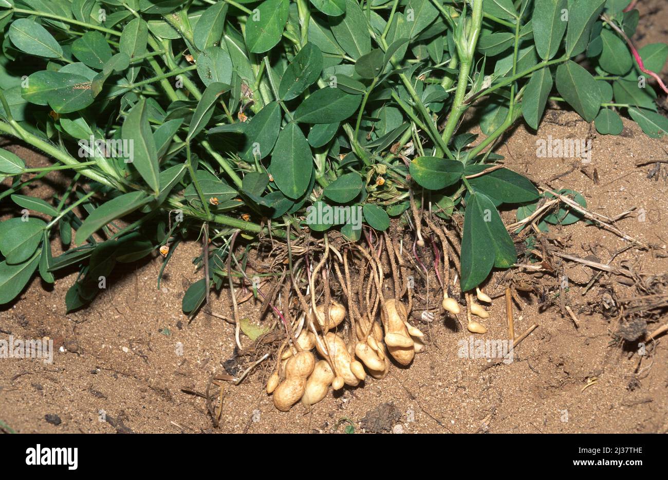 La arachidi (Arachis hypogea) è una pianta annuale originaria del Sud America e coltivata in