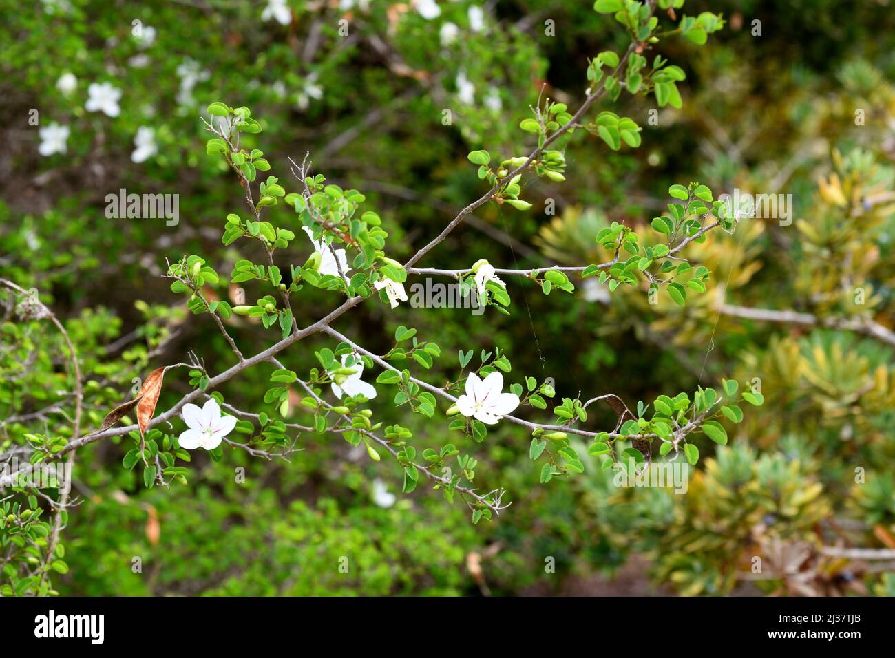 Natal bahuinia (Bahuinia natalensis) è un arbusto sempreverde originario del Sudafrica. Campione in fiore. Foto Stock