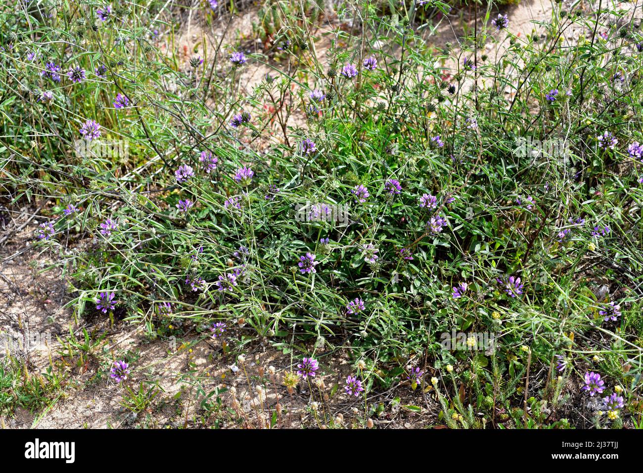 Il pisello arabo (Bituminaria bituminosa o Psoralea bituminosa) è un'erba perenne originaria del bacino mediterraneo e delle isole Canarie. Foto Stock