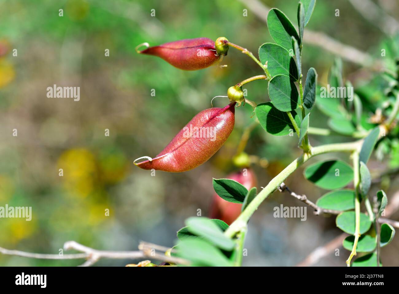 La vescica-senna (Colutea Orientalis) è un arbusto deciduo originario dell'Europa orientale. Frutta (legumi). Foto Stock