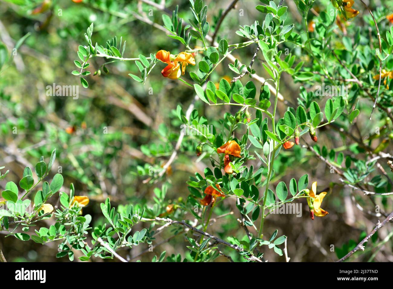 La vescica-senna (Colutea Orientalis) è un arbusto deciduo originario dell'Europa orientale. Arbusto in fiore. Foto Stock
