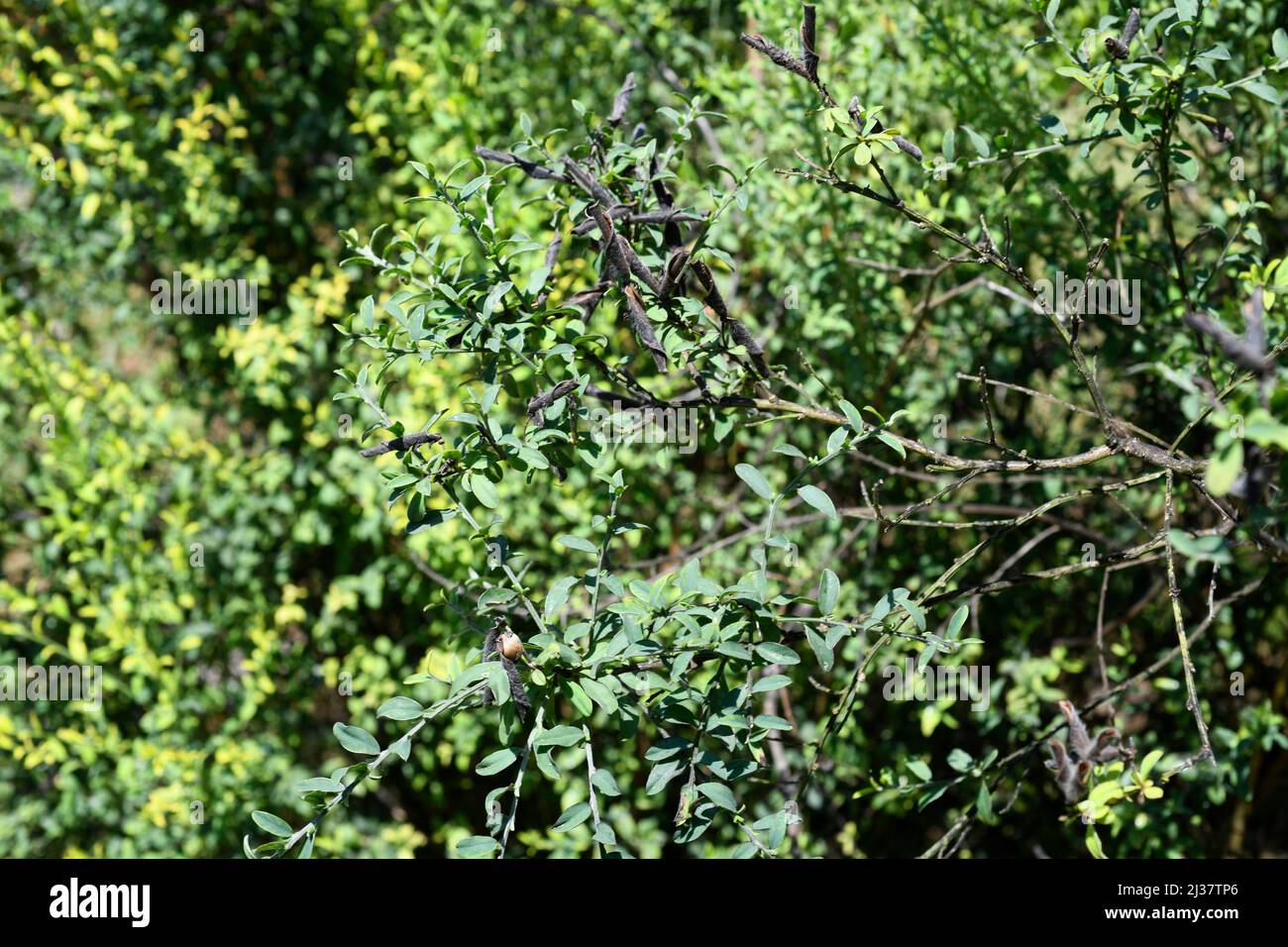 Il negrale di Escoba (Cytisus cantabricus) è un arbusto endemico dei monti Cantabriani e della Francia sudoccidentale. Foto Stock