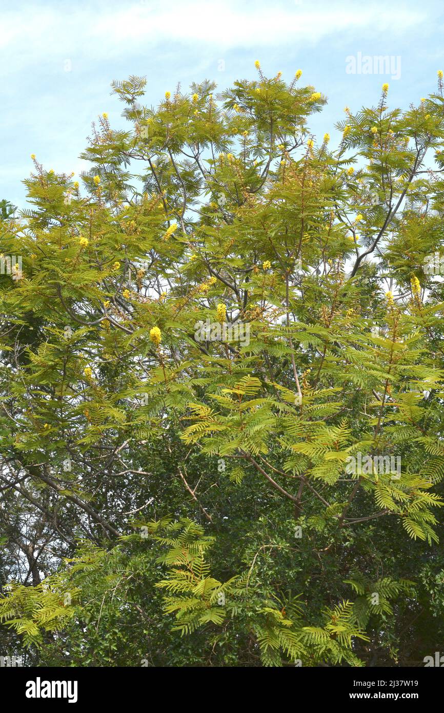 L'acqua piangente o il legno nero africano (Peltophorum afrricanum) è un albero deciduo o semi-deciduo originario dell'Africa meridionale. Foto Stock
