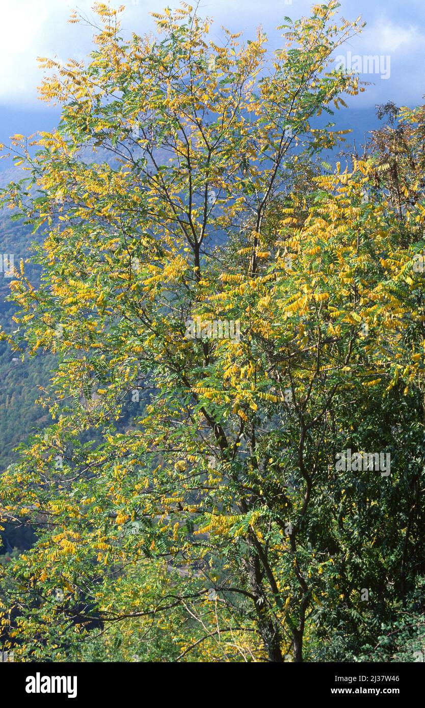 La locusta nera o la falsa acacia (Robinia pseudoacacia) è un albero deciduo originario degli Stati Uniti orientali e introdotto e naturalizzato in molti altri Foto Stock