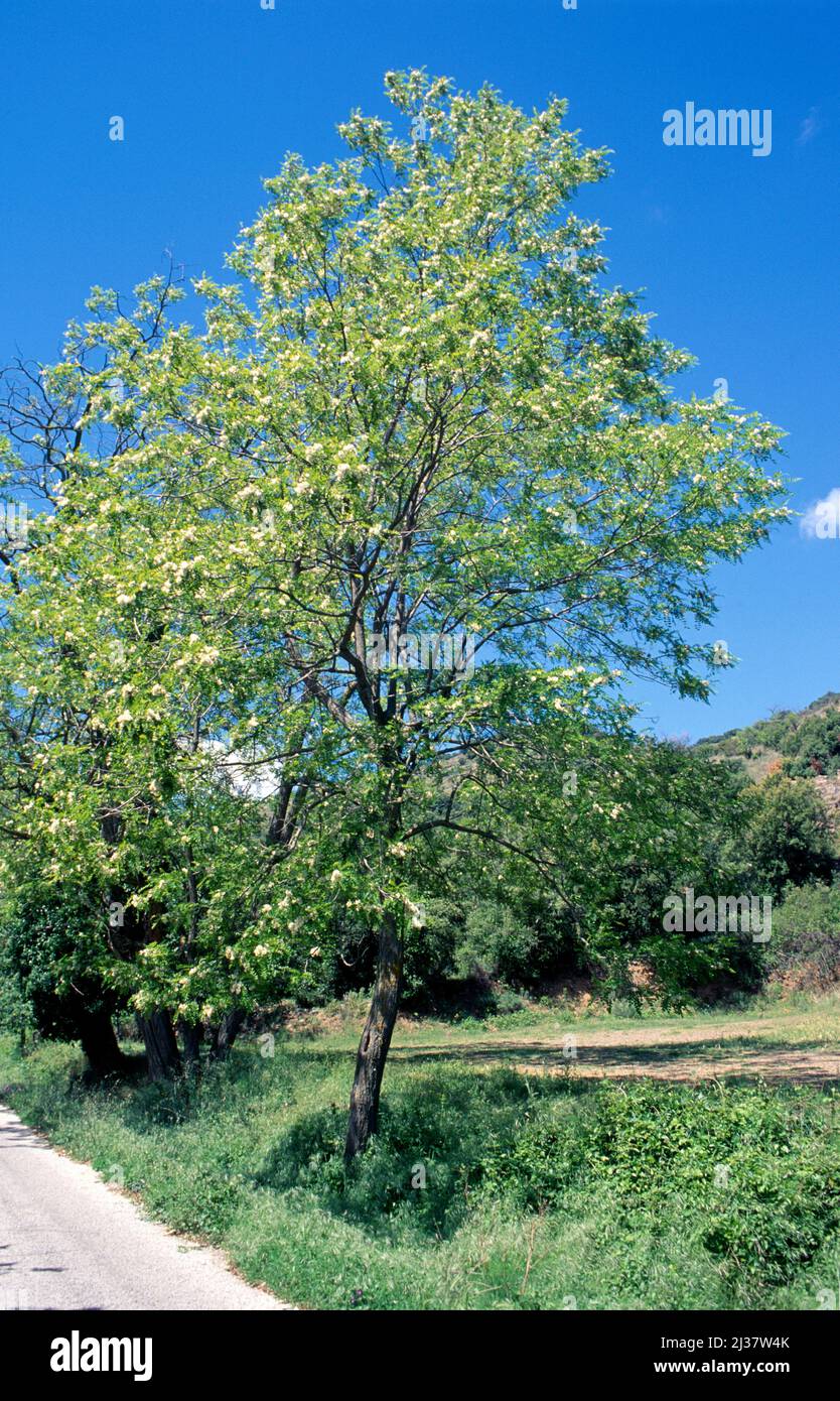 La locusta nera o la falsa acacia (Robinia pseudoacacia) è un albero deciduo originario degli Stati Uniti orientali e introdotto e naturalizzato in molti altri Foto Stock