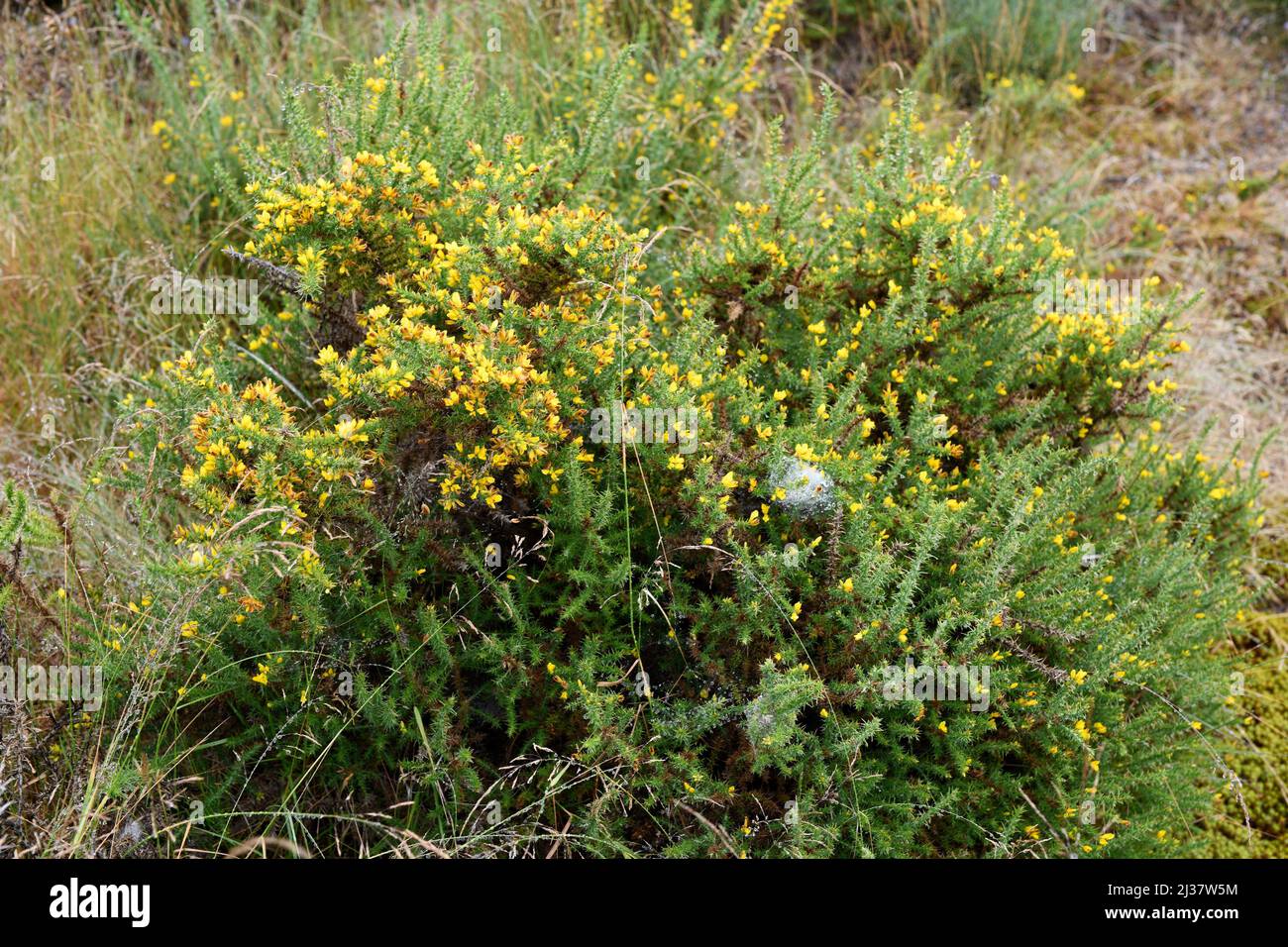 Il gorse (Ulex europaeus) è un arbusto spinoso originario dell'Europa occidentale (coste atlantiche). Questa foto è stata scattata a Vilarinho Seco, Portogallo. Foto Stock