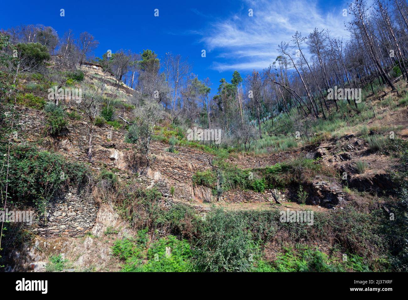 Europa, Portogallo, Distretto di Coimbra, vicino a Góis, le rovine del Goatshed (vicino a Colmeal), campi terrazzati su Hillside dopo i devastanti incendi di Foto Stock