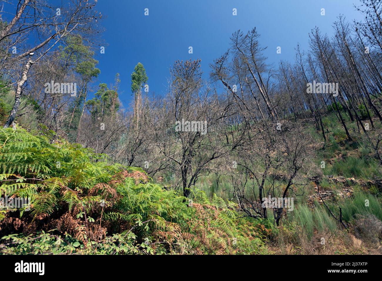Europa, Portogallo, distretto di Coimbra, vicino a Góis, terrazzò Hillside con i resti di alberi di pino bruciati durante i devastanti incendi del 2017. Foto Stock