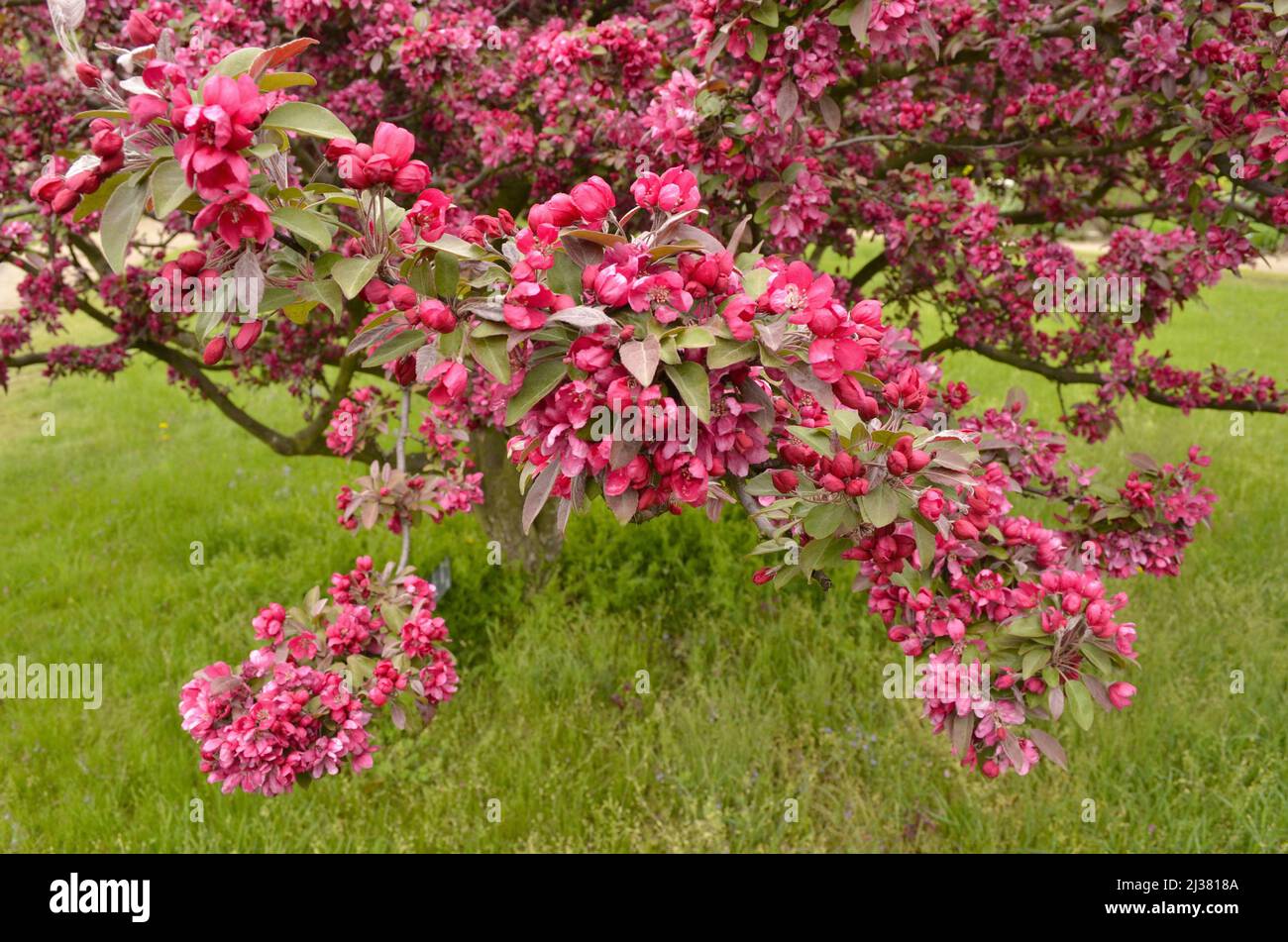 Malus x purpurpurea (mela granchio) albero in fiore in primavera, Troja giardino botanico a Praga Repubblica Ceca. Foto Stock