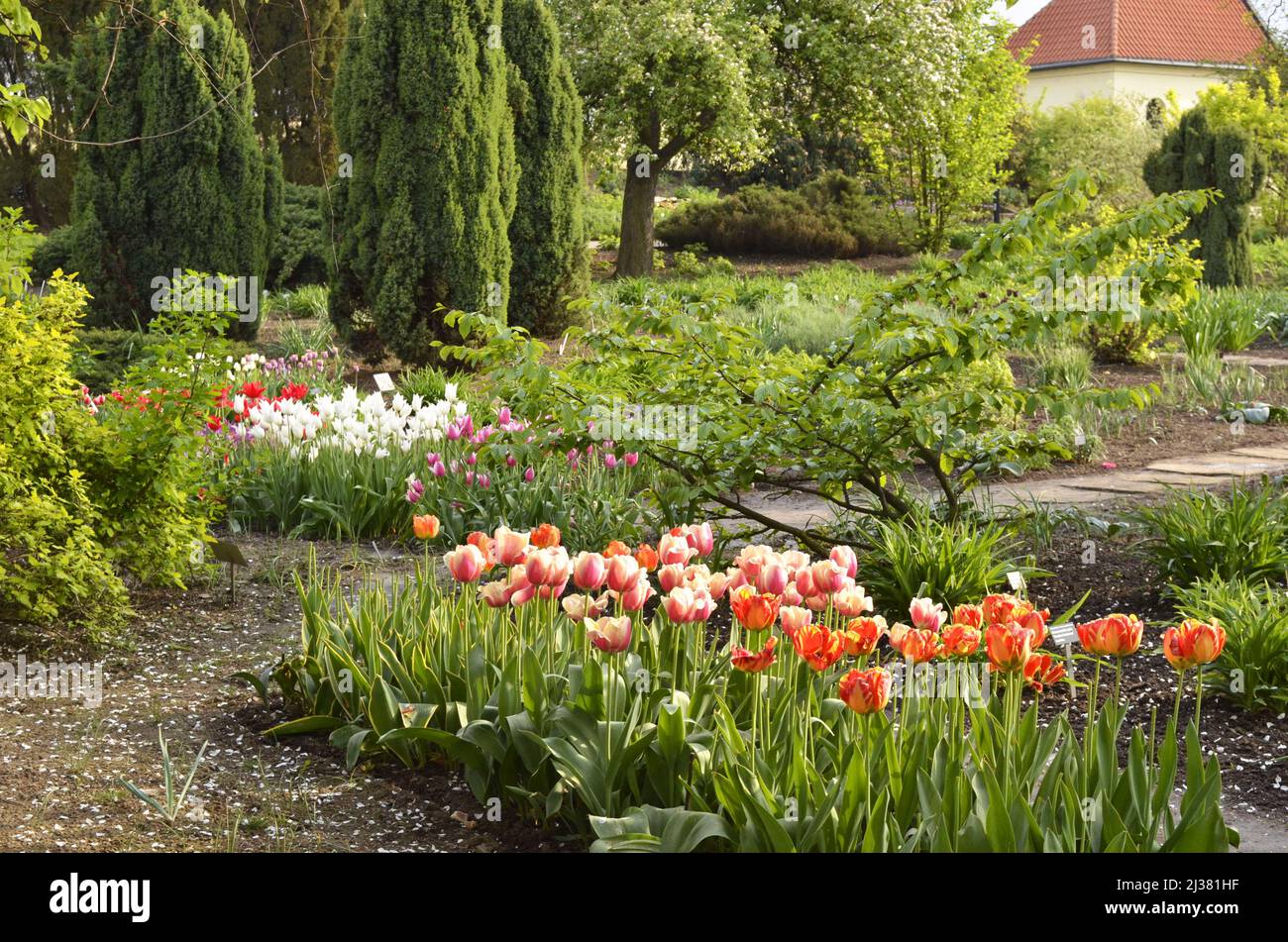Tulipani in fiore in primavera, Troja Botanical Garden a Praga Repubblica Ceca. Foto Stock