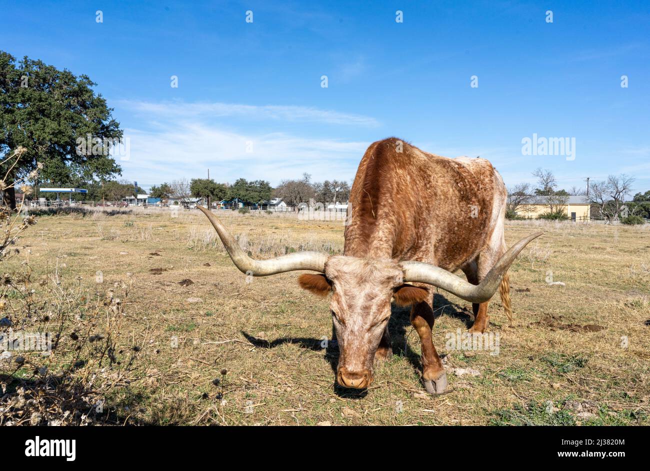 Diriga nella fattoria alla casa di infanzia del Lyndon Johnson Foto Stock