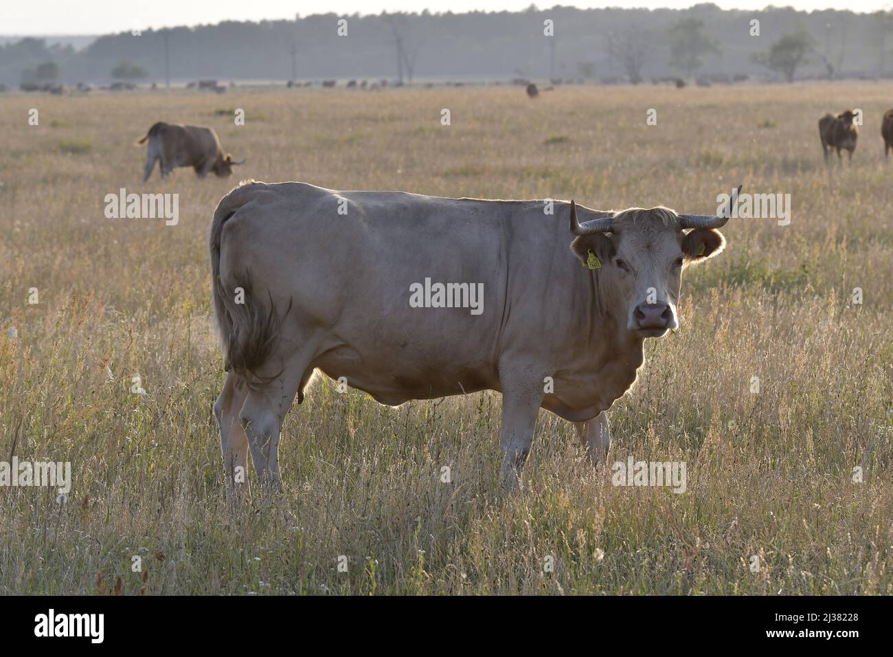 Bestiame al pascolo, toro sul pascolo erboso vicino Kuchyna nel sud-ovest della Slovacchia Europa. Foto Stock