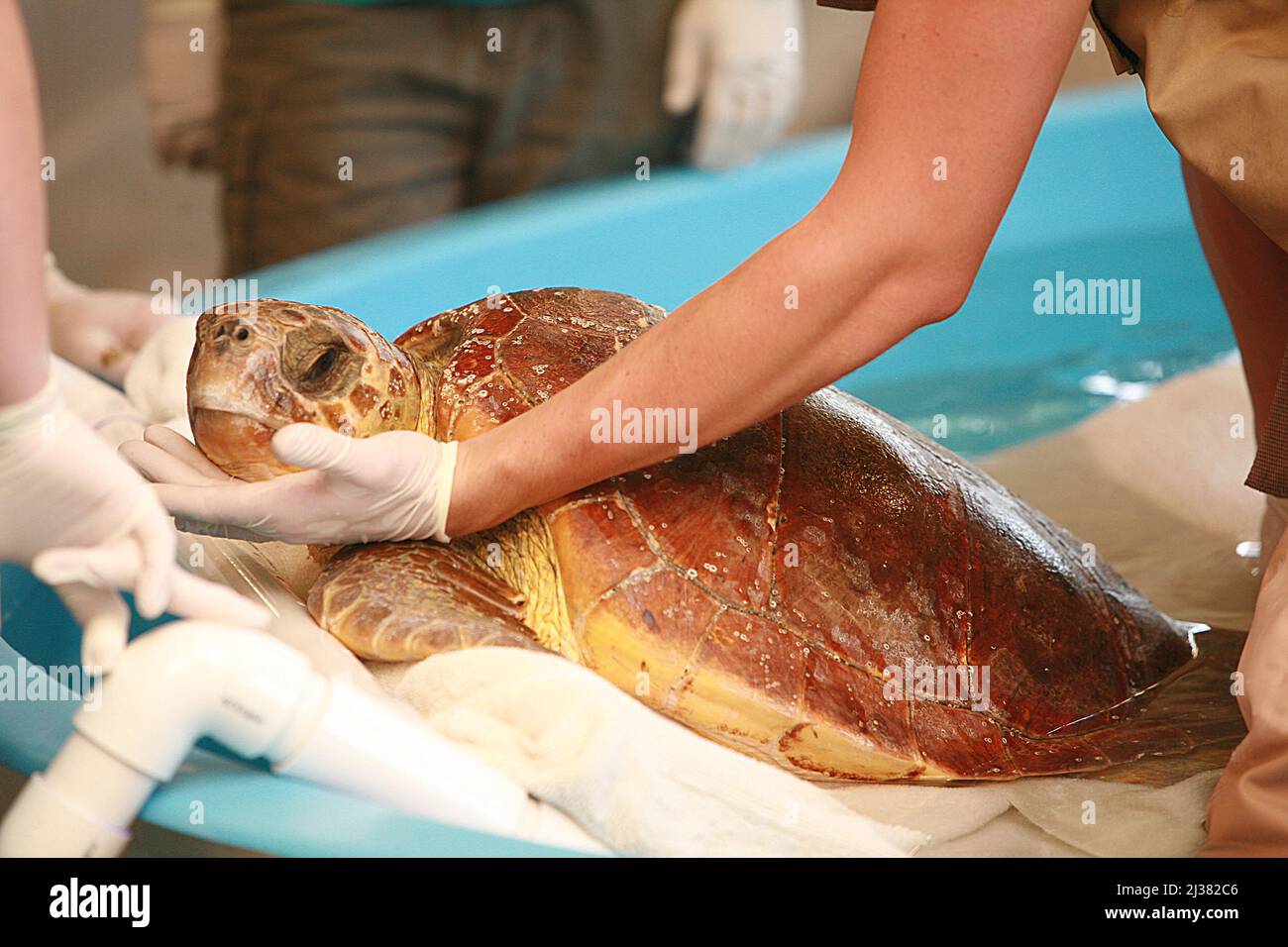 UNA TARTARUGA VERDE È TENUTA ANCORA MENTRE È ESAMINATO ALL'UNICO OSPEDALE DI TARTARUGA DEL MONDO. L'UNICO OSPEDALE TURTLE AL MONDO PRENDE IN MOLTI PAZIENTI TURTLE CHE SONO STATI FERITI O DANNEGGIATI DA BARCA PROPELLLLLORS, BORSE DI PLASTICA, AUTOMOBILI E RETI DA PESCA. CURANO LE TARTARUGHE FERITE E POI LE RILASCIANO NELLA NATURA SELVAGGIA. JACKSONVILLE, STATI UNITI. IMMAGINE: WORLDWIDEFEATURES.COM Foto Stock