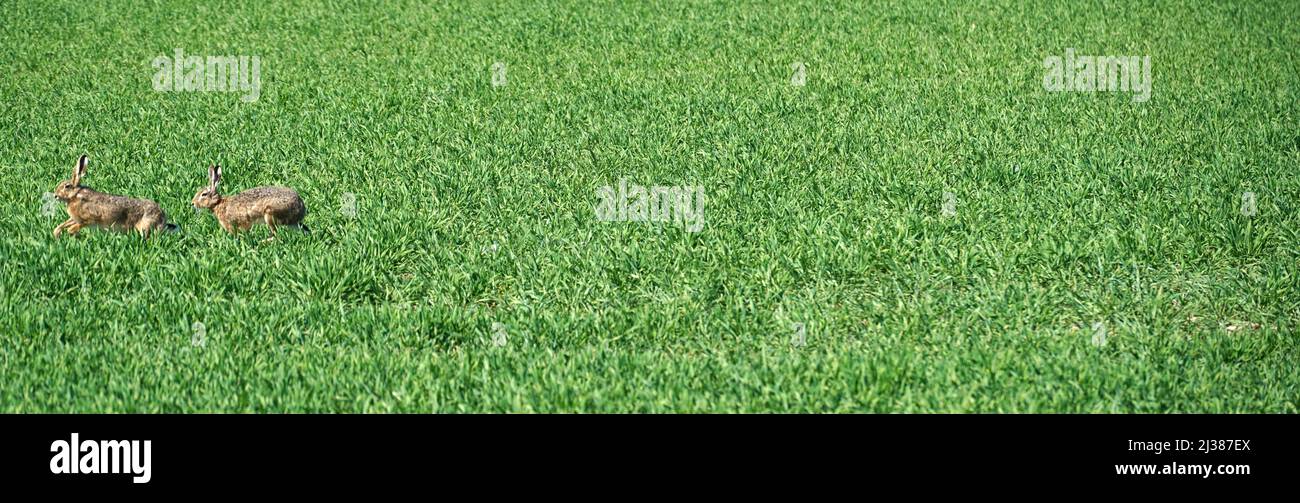 Una foto panoramica di due simpatici coniglietti che si inseguono l'uno dopo l'altro su un'erba verde lussureggiante Foto Stock