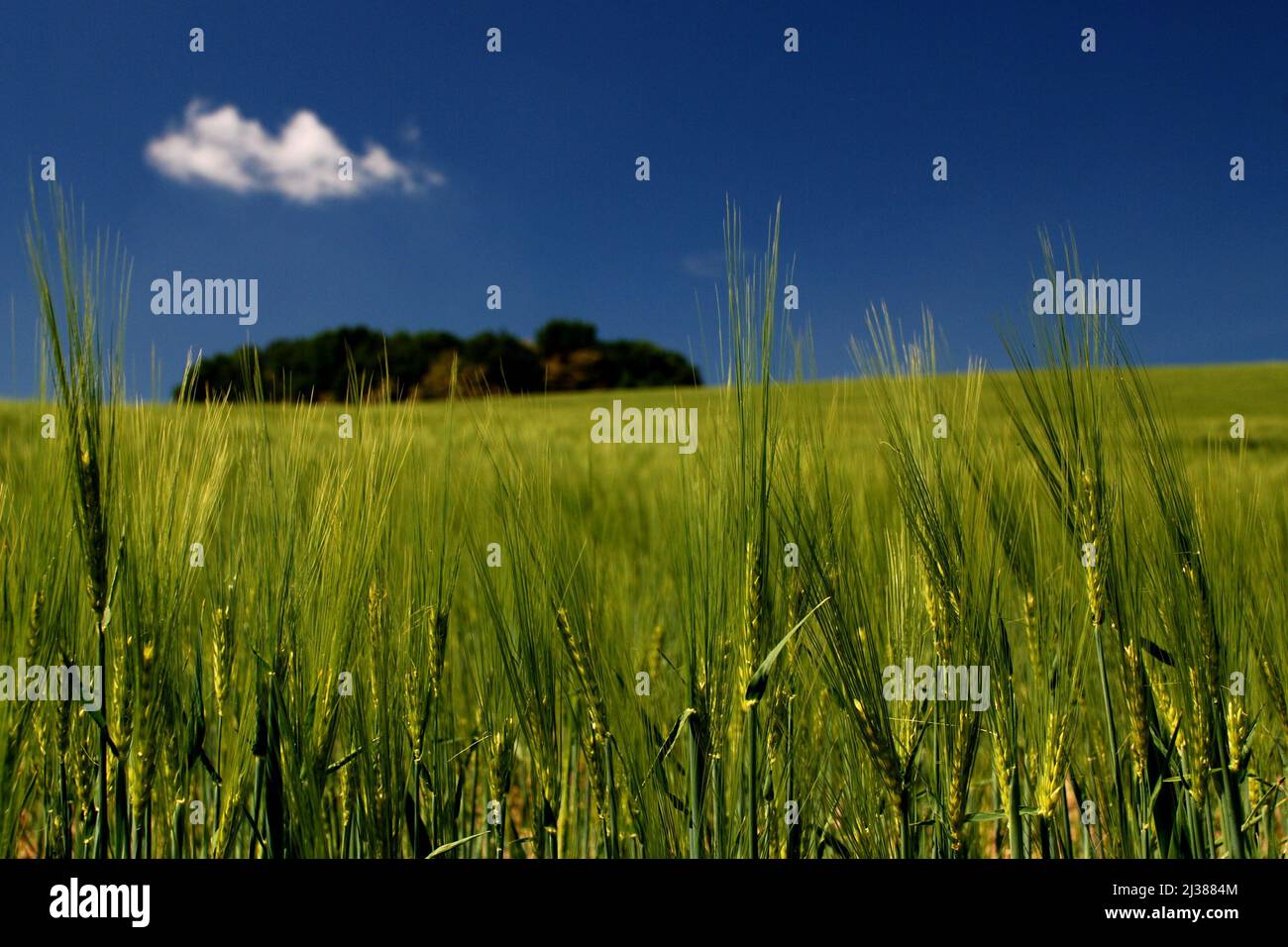 Un primo piano della vibrante erba verde in un campo in campagna sotto un cielo blu chiaro Foto Stock