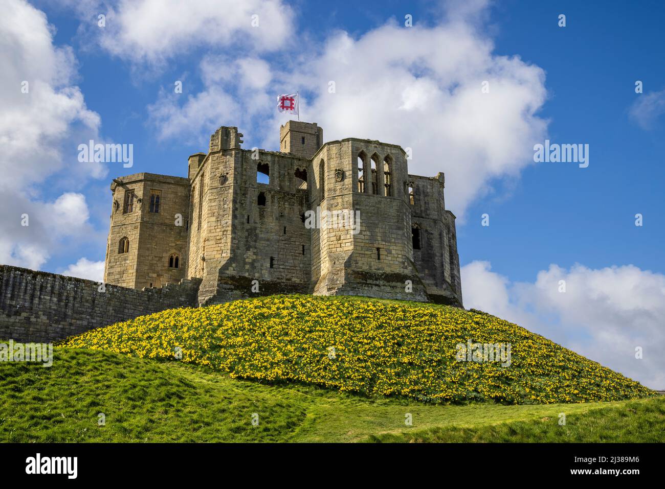 Warkworth Castle e Daffodils in primavera, Northumberland Coast Path, Inghilterra Foto Stock