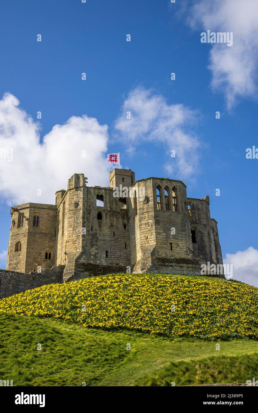 Warkworth Castle e Daffodils in primavera, Northumberland Coast Path, Inghilterra Foto Stock