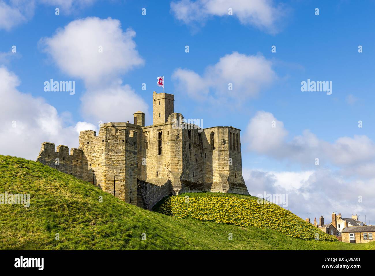 Warkworth Castle e Daffodils in primavera, Northumberland Coast Path, Inghilterra Foto Stock