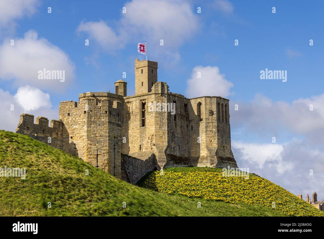 Warkworth Castle e Daffodils in primavera, Northumberland Coast Path, Inghilterra Foto Stock