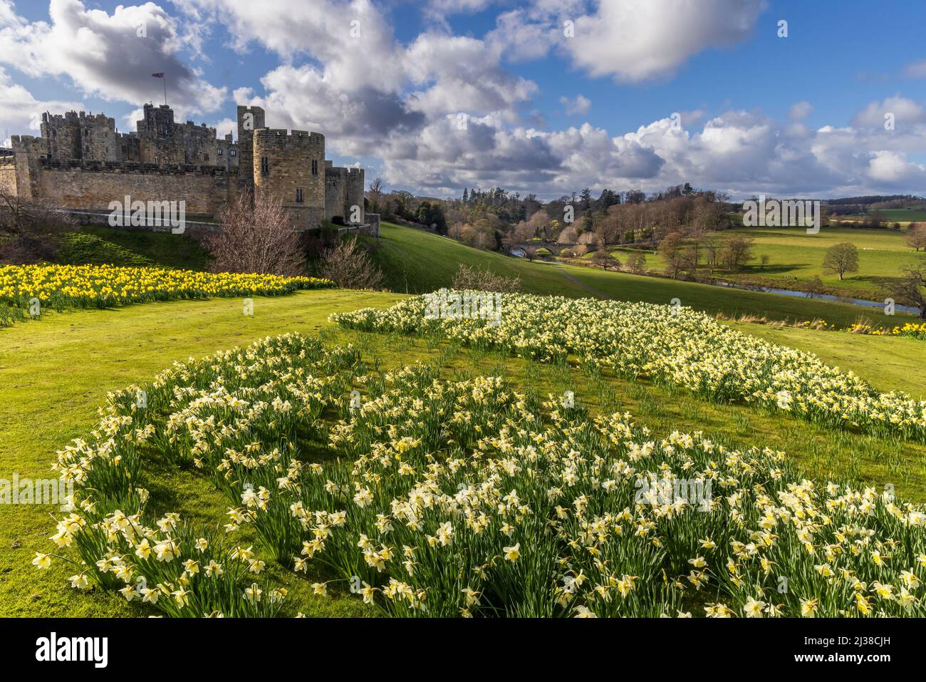 Alnwick Castle e il ponte sul fiume Aln con un campo di Daffodils, Northumberland, Inghilterra Foto Stock