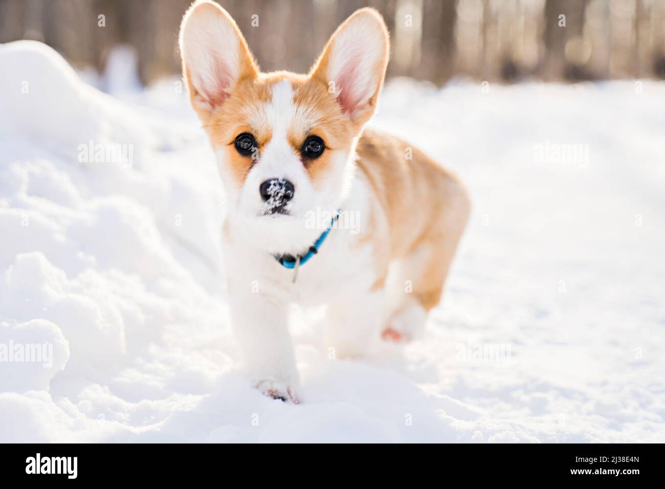 cane corgi sulla neve nel paesaggio invernale Foto Stock