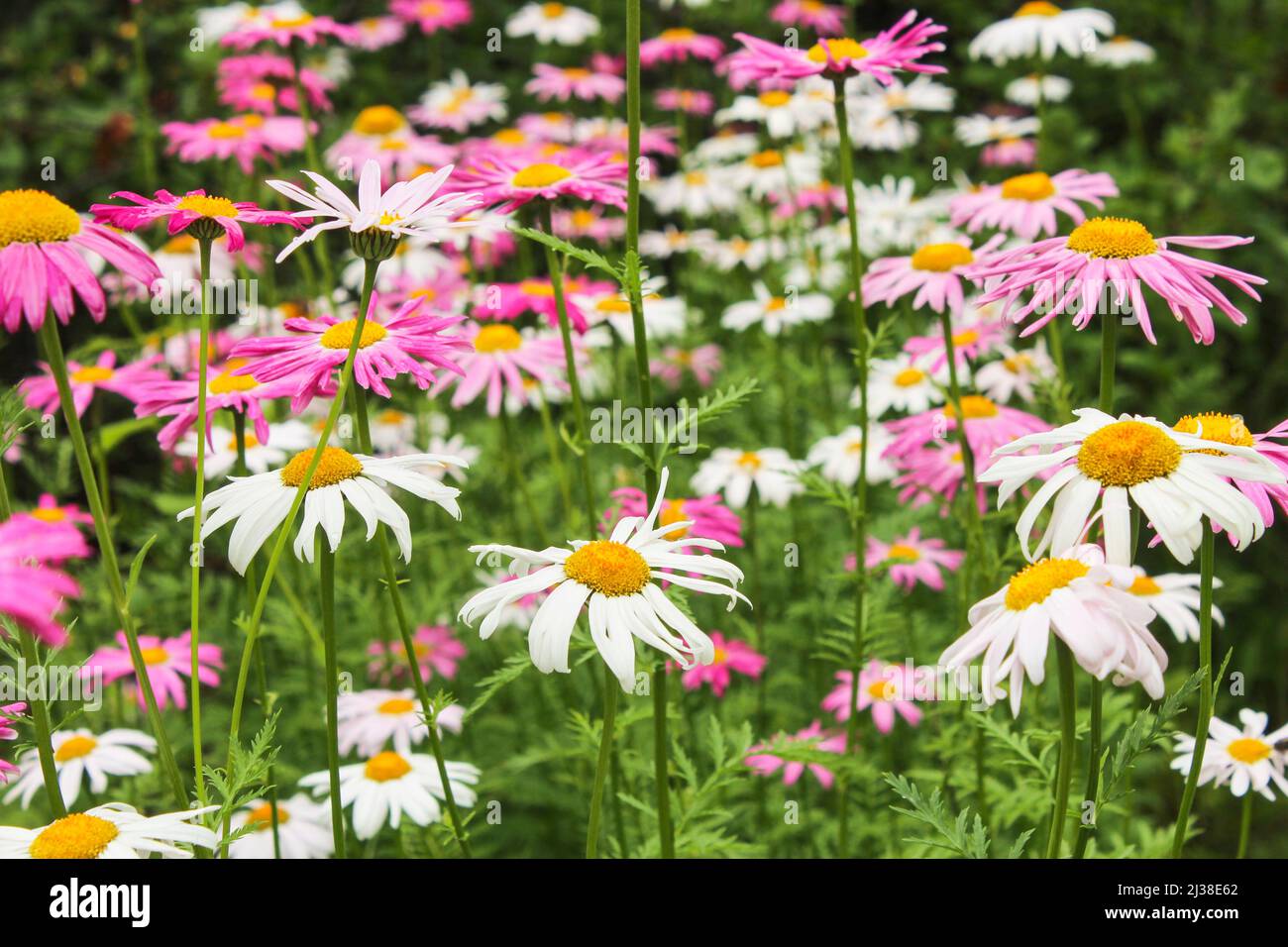 Margherite multicolore in estate in giardino Foto Stock