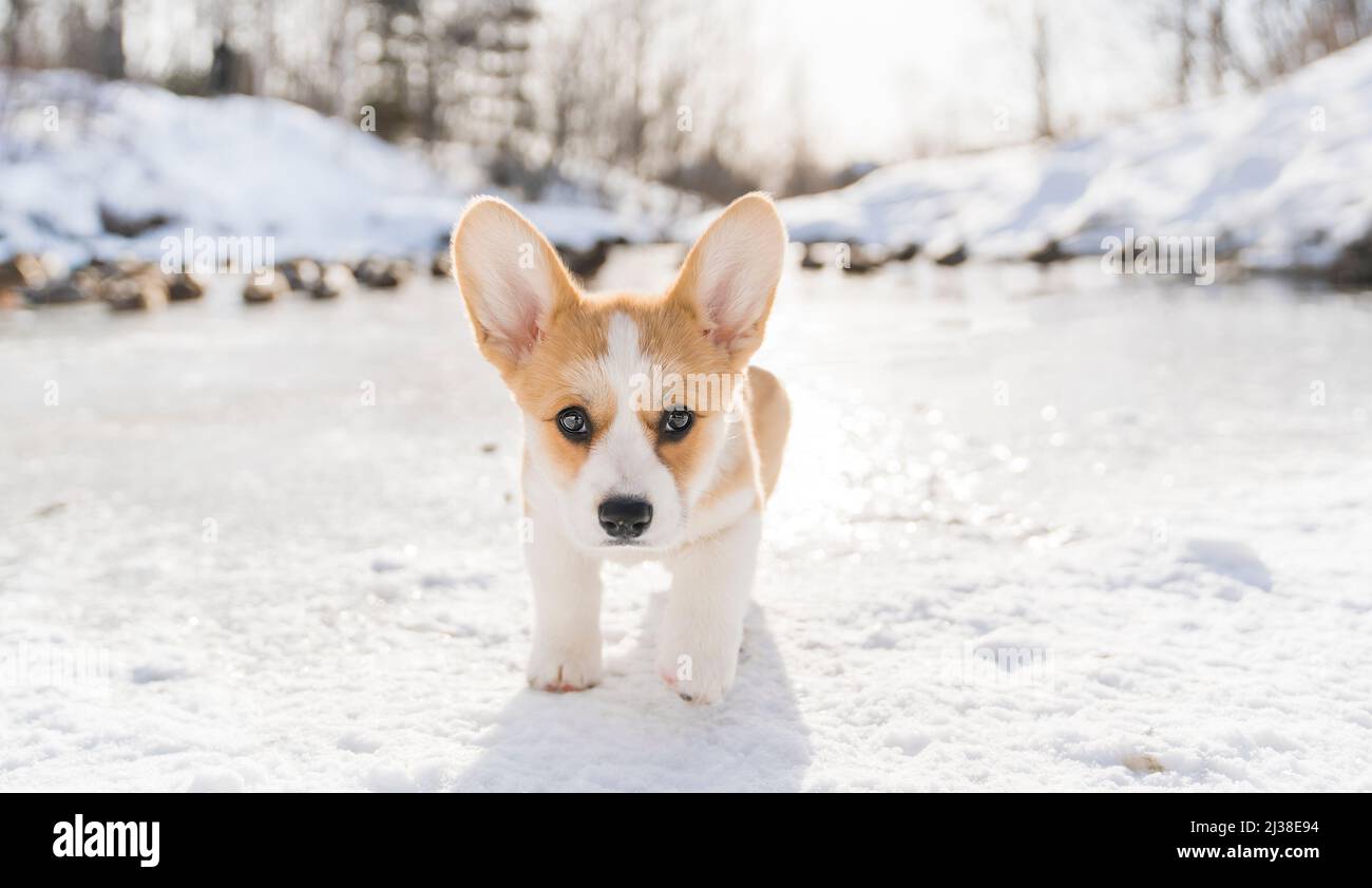 cane corgi sulla neve nel paesaggio invernale Foto Stock