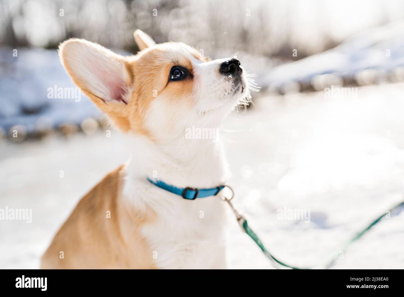 cane corgi sulla neve nel paesaggio invernale Foto Stock