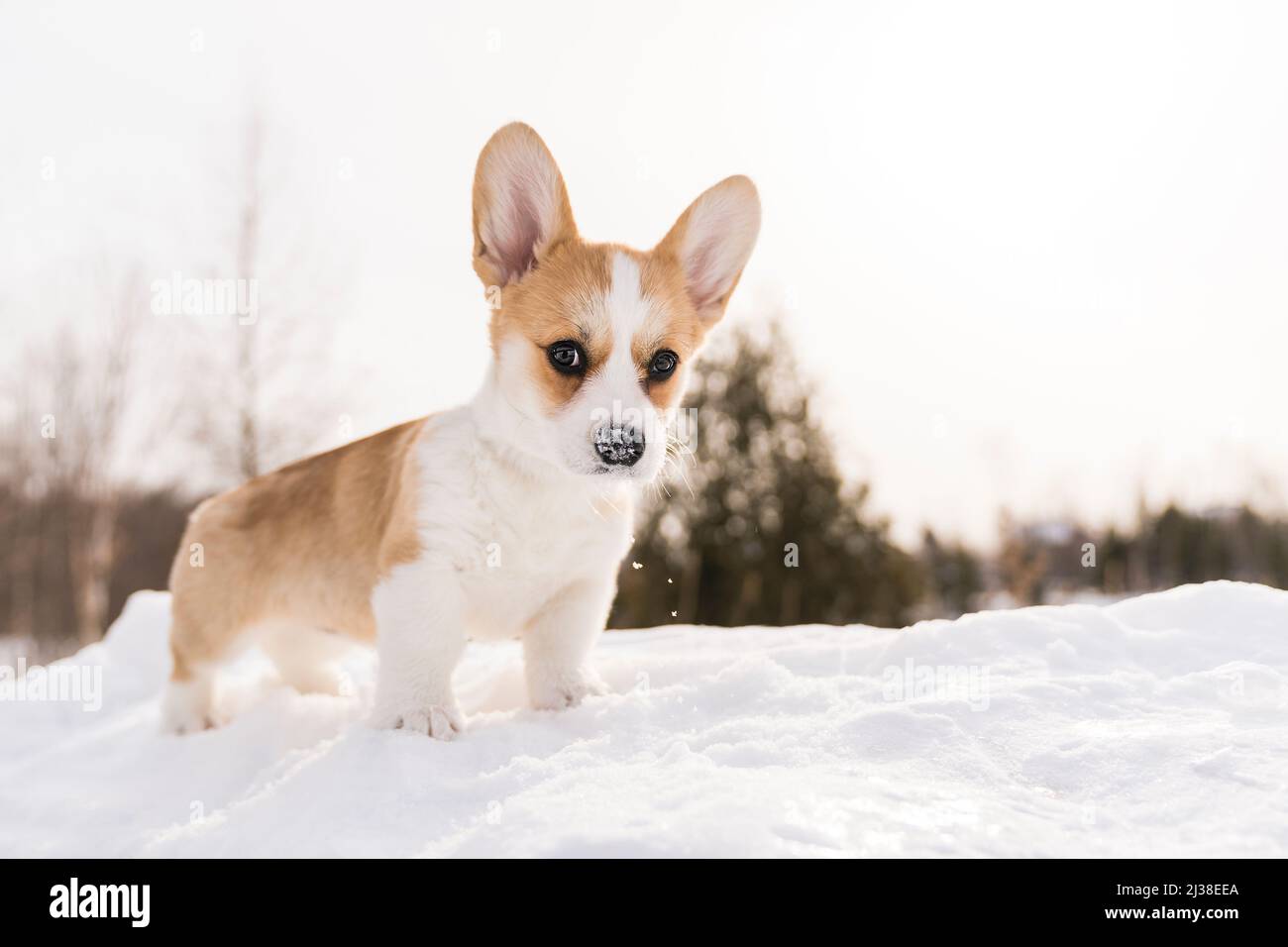 cane corgi sulla neve nel paesaggio invernale Foto Stock
