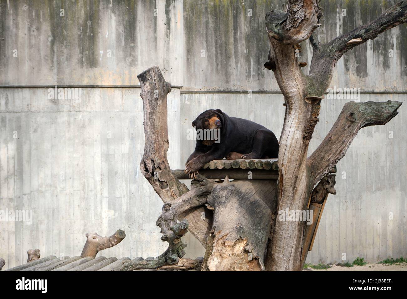 L'Orso Sole (Helarctos malayanus) seduto su una piattaforma di legno presso lo Zoo Aquarium di Madrid, Spagna. Foto Stock