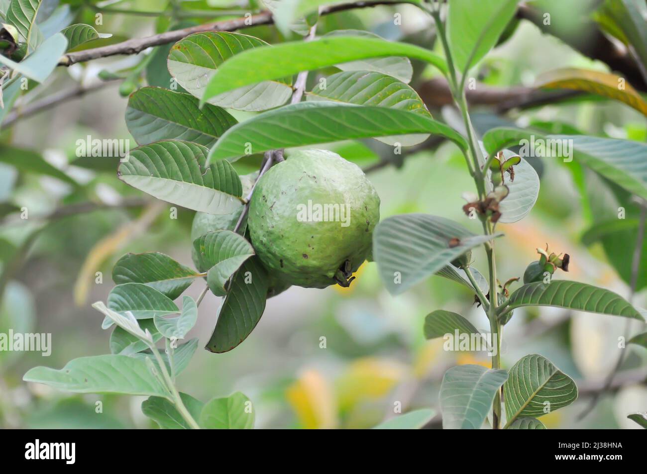 Albero di guava, MYRTACEAE o Psidium guajava Linn pianta Foto Stock